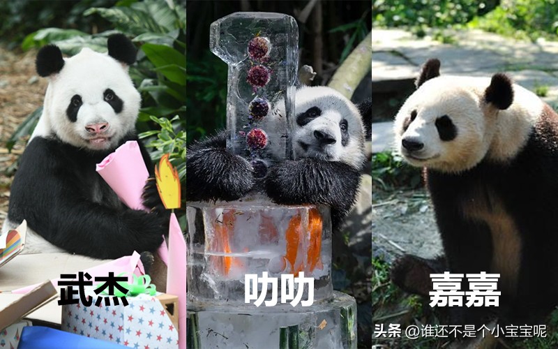 目前在国外的大熊猫有几只,大熊猫国外租借了多少只