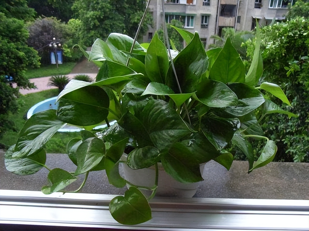 几种老酒鬼花,五种酒鬼花喝完就疯长