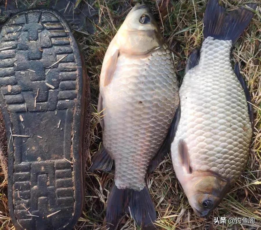 冬天黑坑鲫鱼散炮用什么添加剂,夏天黑坑鲫鱼用什么添加剂