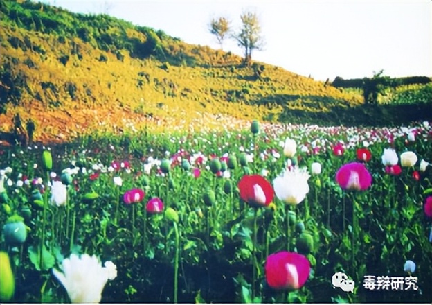 揭秘*品毒**真相（4）天然植物与瘾