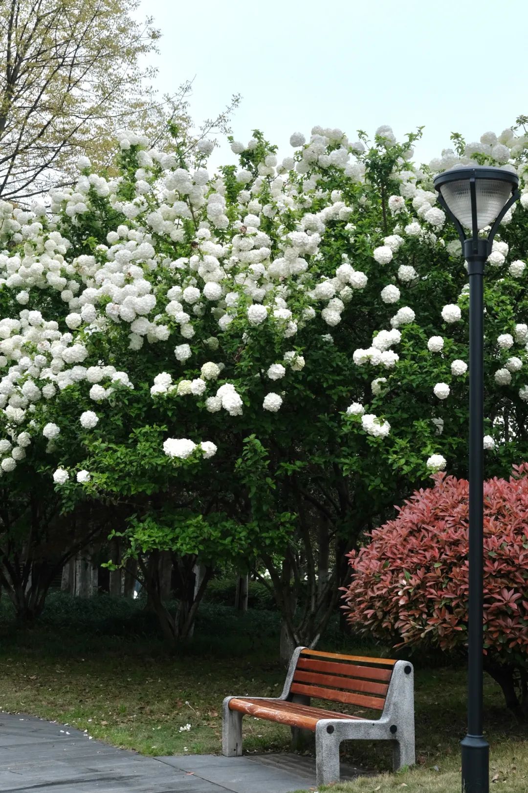 听我的，四月的杭州才是浪漫天花板。