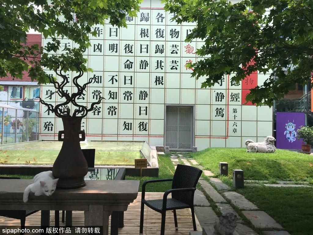 故宫御猫最火的猫,北京故宫的猫为什么叫御猫