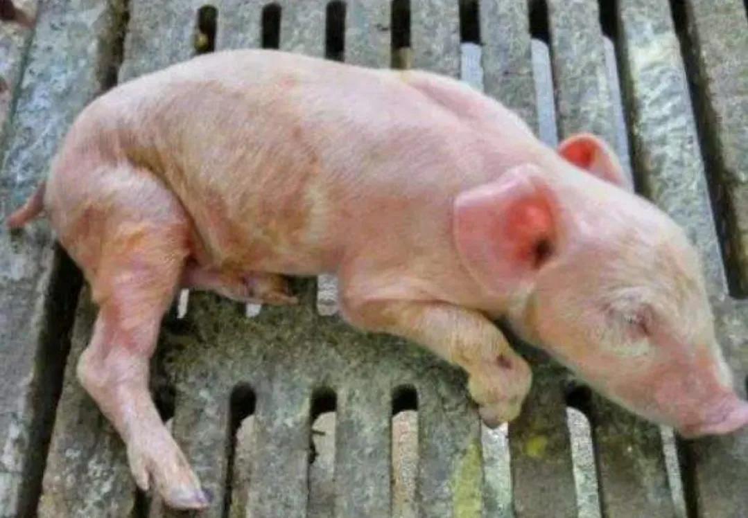 冬季小猪拉稀的原因,小猪拉稀怎么快速解决方法视频