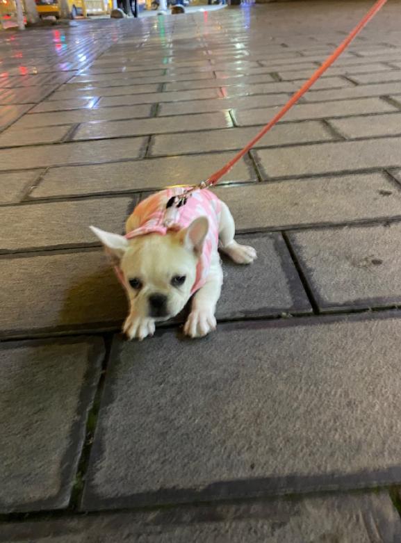 出门遛狗，回家后狗头上多了三个口红印