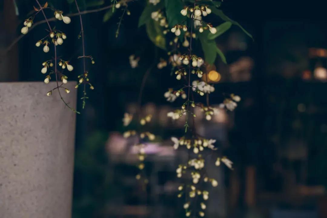 愫氧宇宙｜梦里皂花香