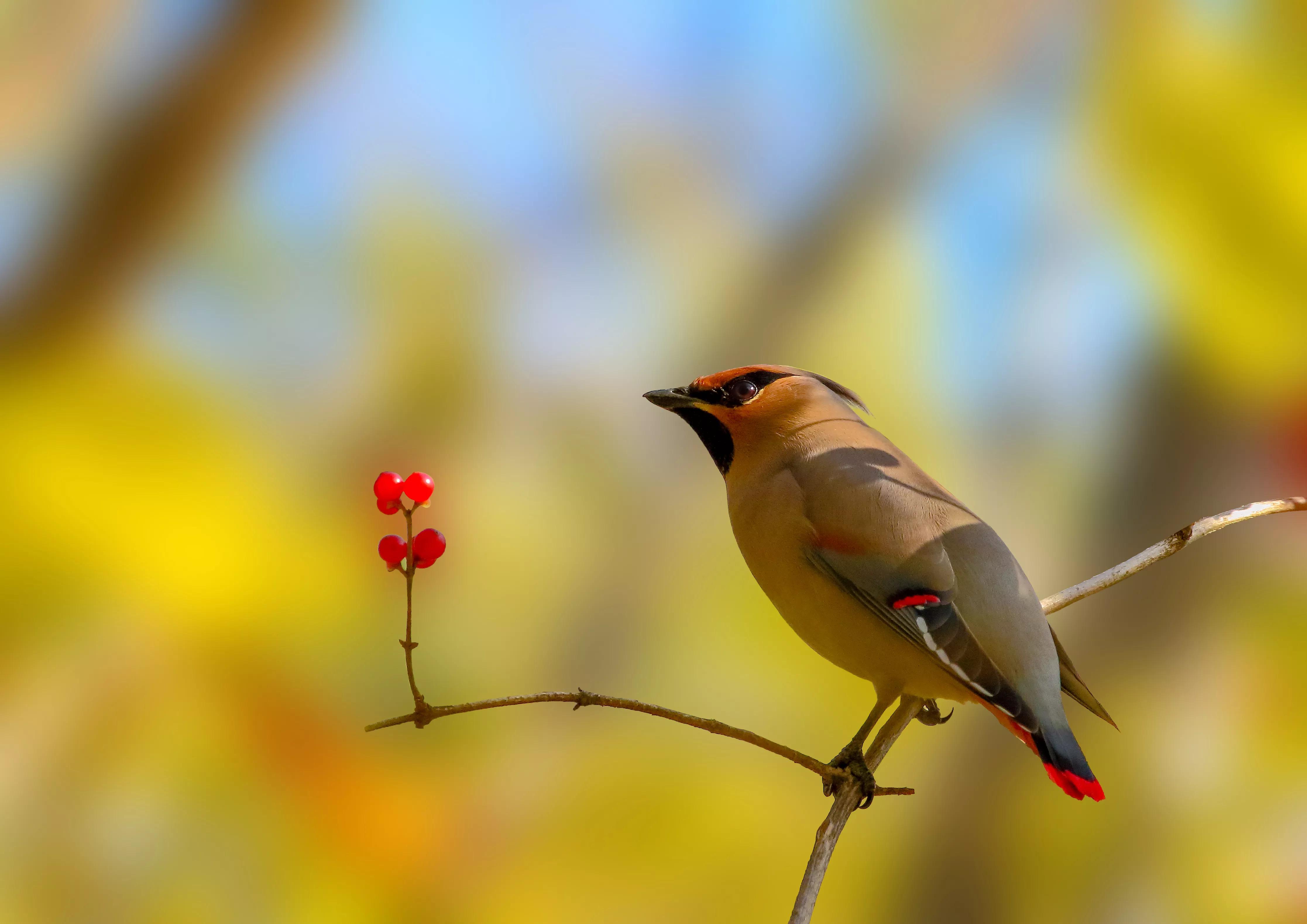 太平鸟图片素材,太平鸟图片大鸟