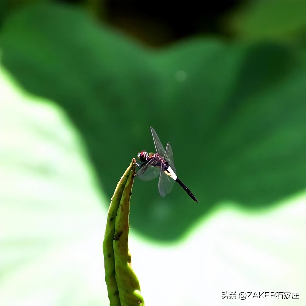 荷花绽放美如画夏日赏荷正当时,入夏荷花香赏荷正当时