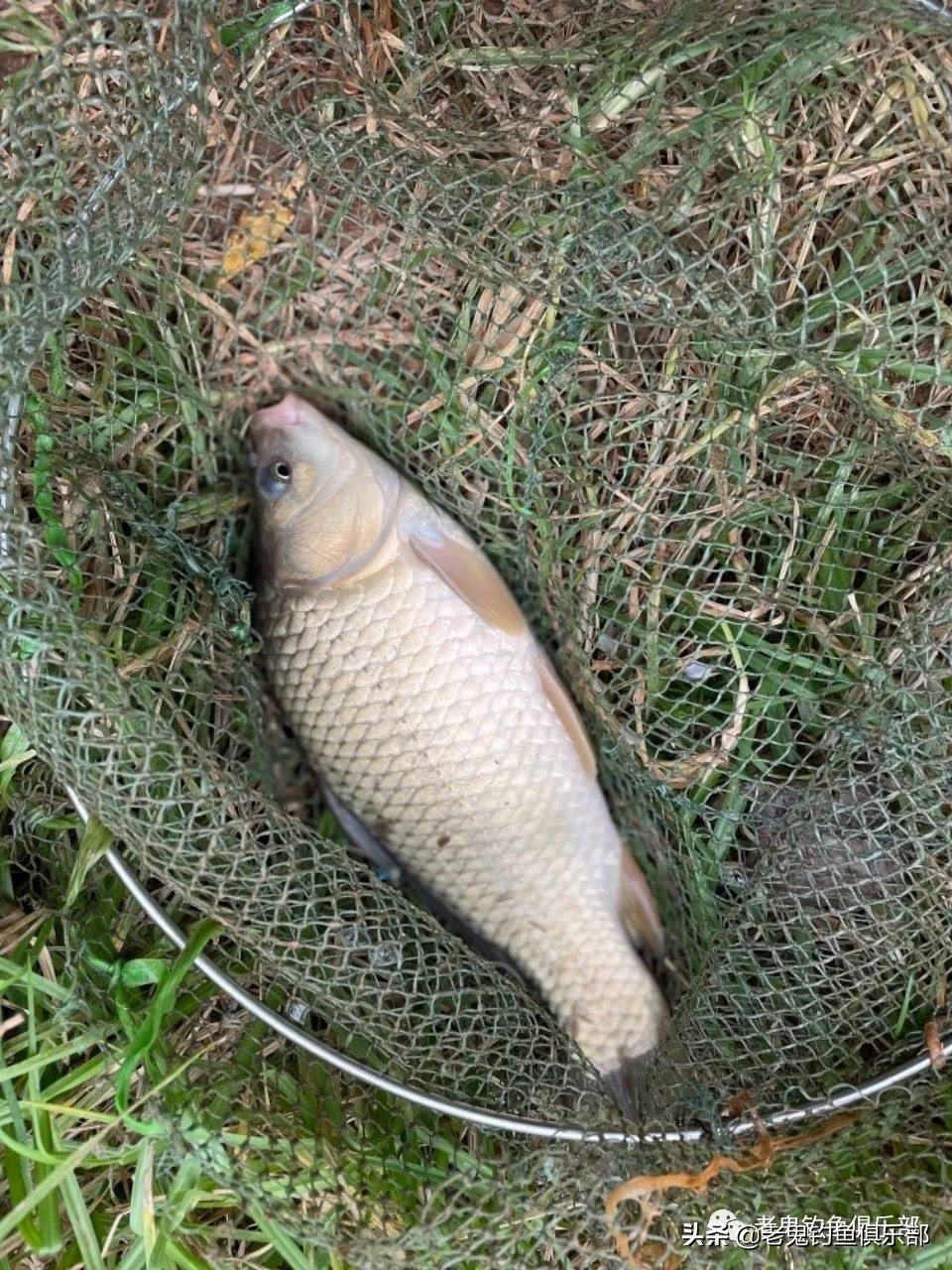 封竿数日再战板鲫，不负好*光春**