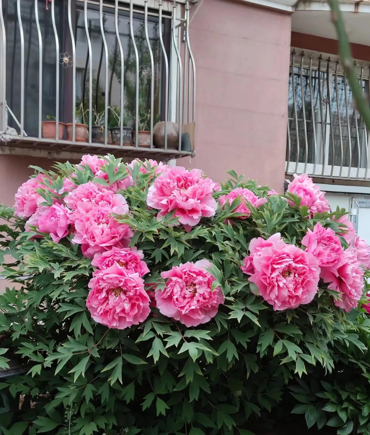 门前种三种树会富三代指哪三种树,家里有三种树有什么说法