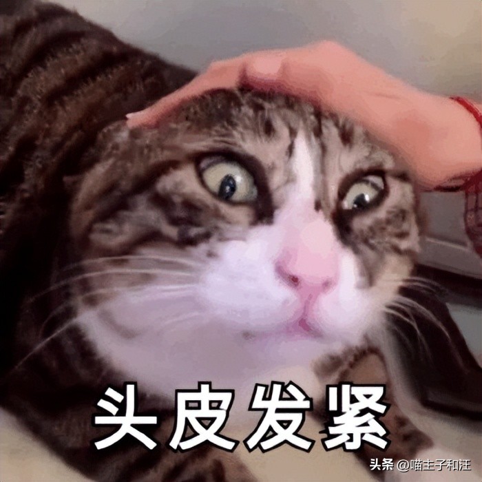 猫被打成脑震荡,猫咪被我打成应激脑震荡