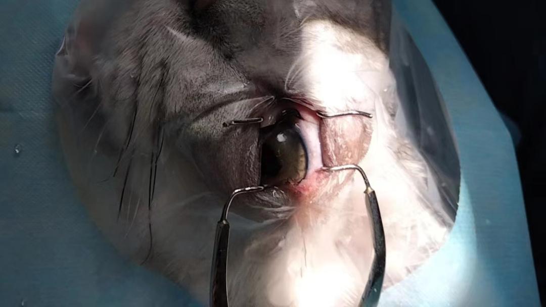 猫角膜溃疡角膜破损的治疗,猫角膜溃烂化脓用什么药