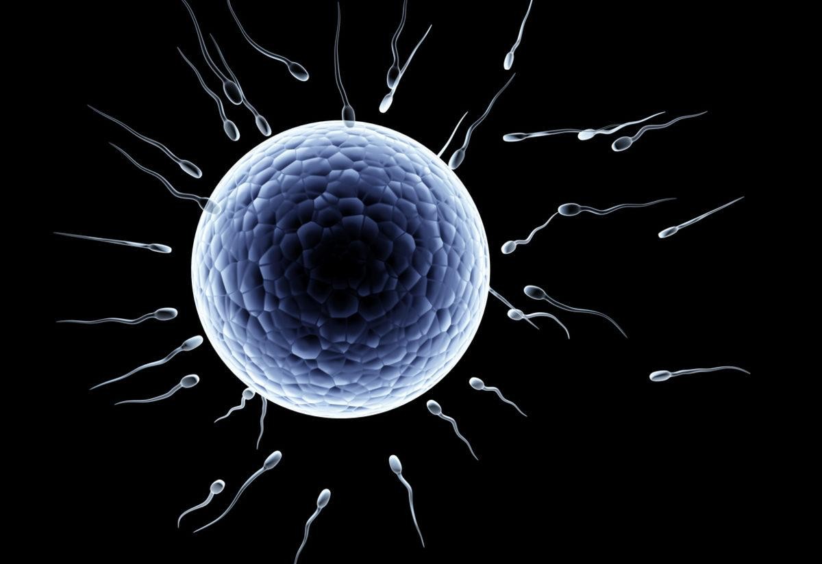 每天交尾可达50次！雄狮与雌狮交尾后，为什么会发生短暂打斗？