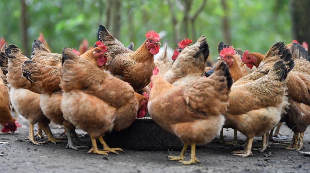 蛇和蜈蚣的毒哪个毒最强,五毒之一的蜈蚣到底有多强