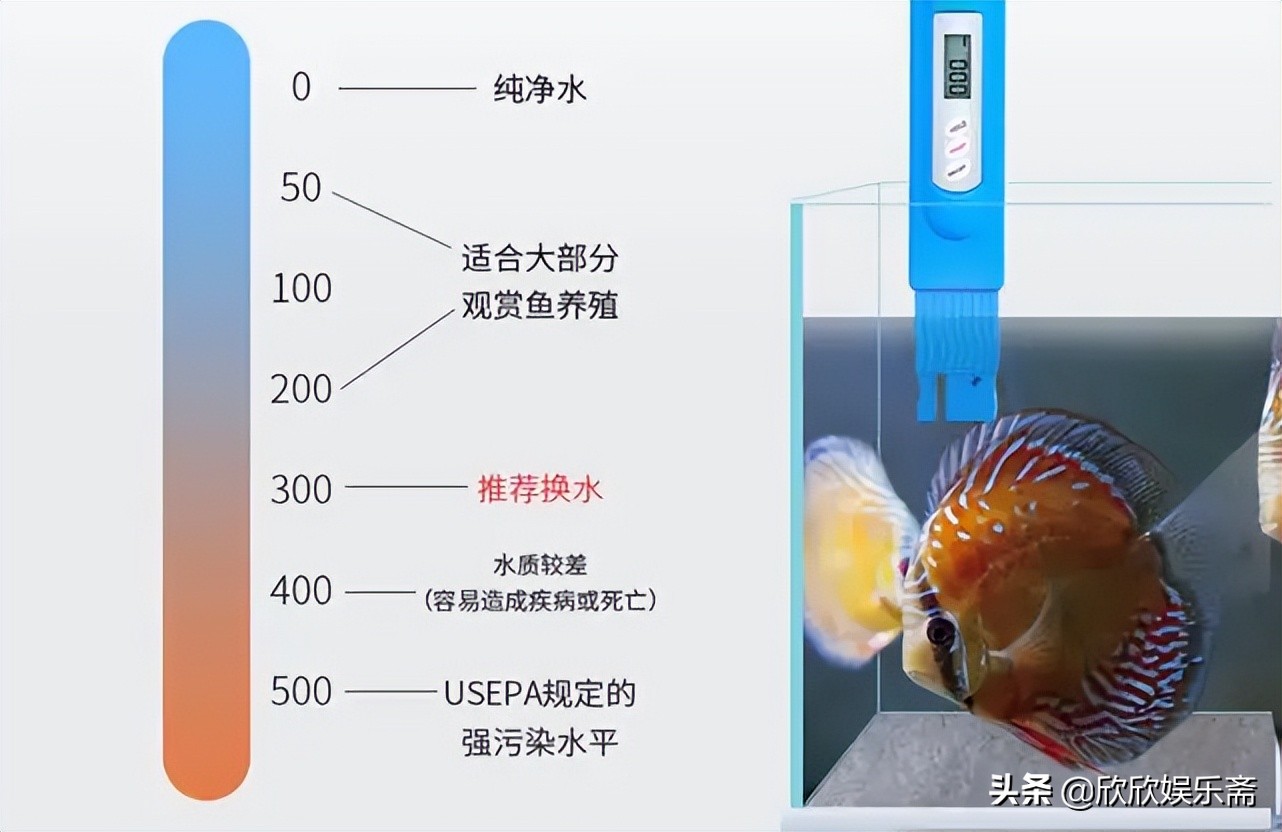 鱼缸硝化过滤细菌多久需要换,鱼缸加入硝化细菌要一直开过滤吗