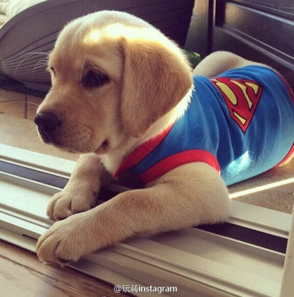 什么颜色的拉布拉多好,拉布拉多脚毛和身上毛颜色不一样