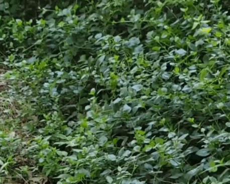 为什么黄鼠狼被称为黄大仙不能杀,家门口的黄鼠狼能打吗