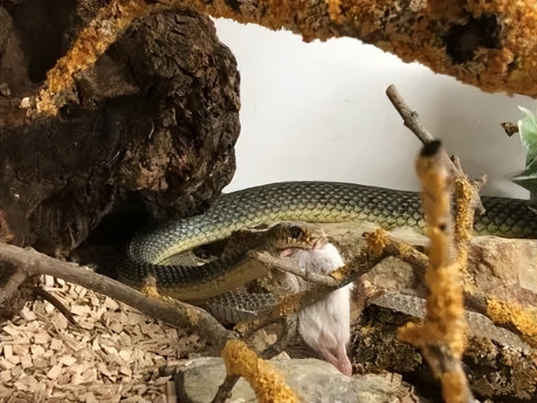 「原来欧洲有这么多种蛇？！」偷师卡塞尔的豢龙大师·下