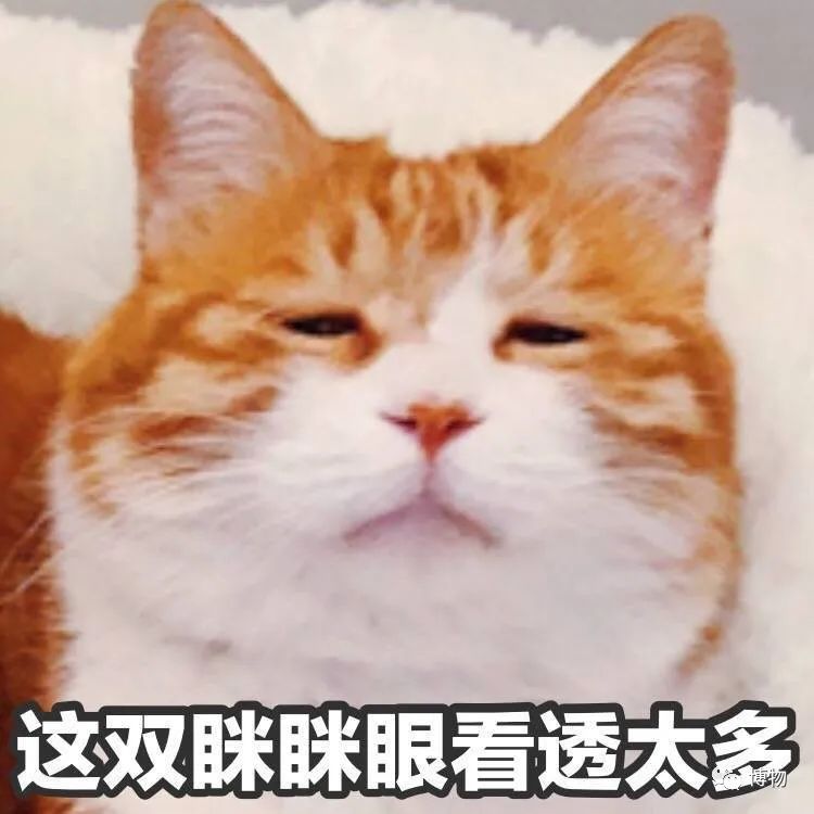 为什么黑猫比白猫活泼,为什么黑猫很活泼