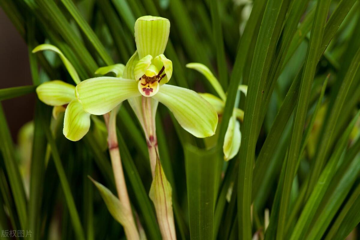 长条绿色叶子的花卉有几种,绿色花卉植物图片大全