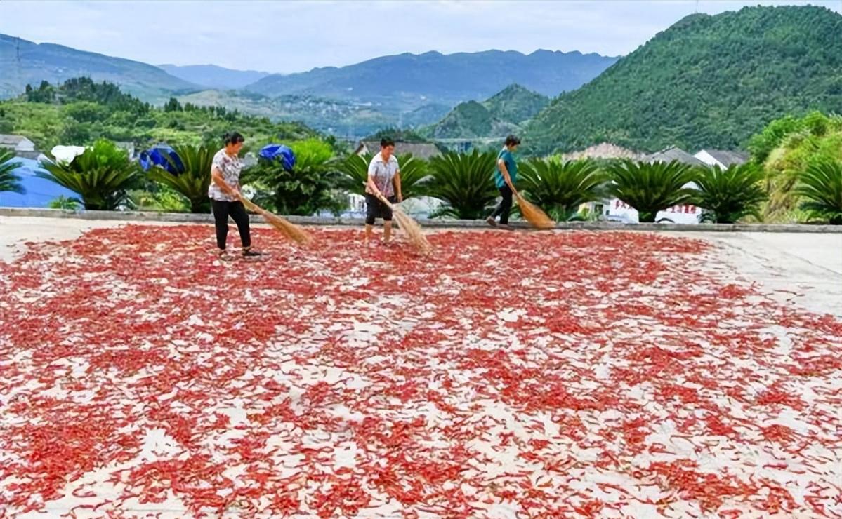辣椒粉和辣椒面区别,辣椒面和辣椒粉的区别在哪