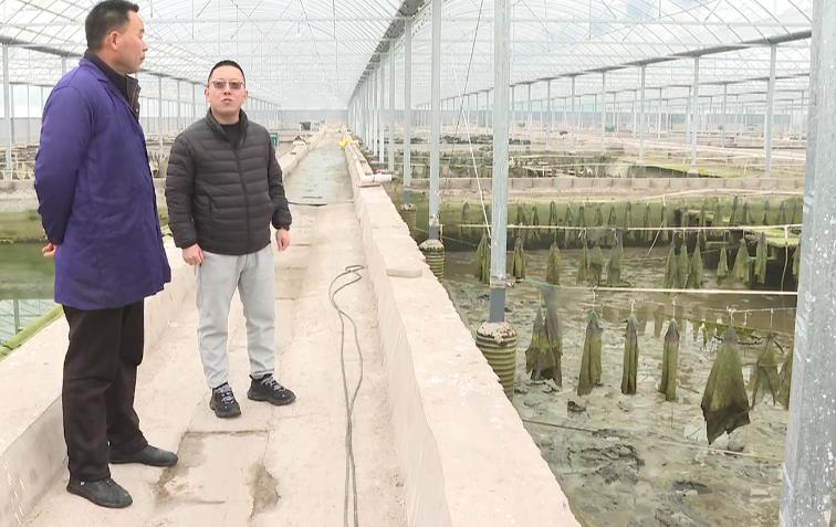 石家庄哪有甲鱼养殖基地,璧山区生态甲鱼养殖