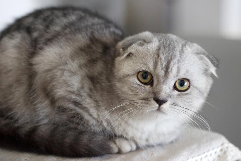 巴哥犬最大的特点,巴哥犬最令人头疼的5大缺点