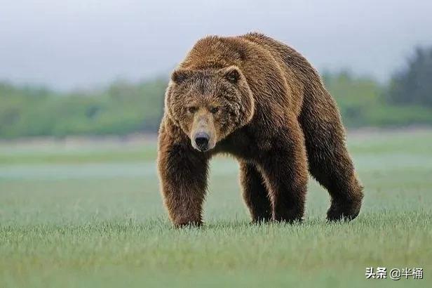 熊冬眠被挖出来,熊冬眠后被人吵醒了还会继续睡吗