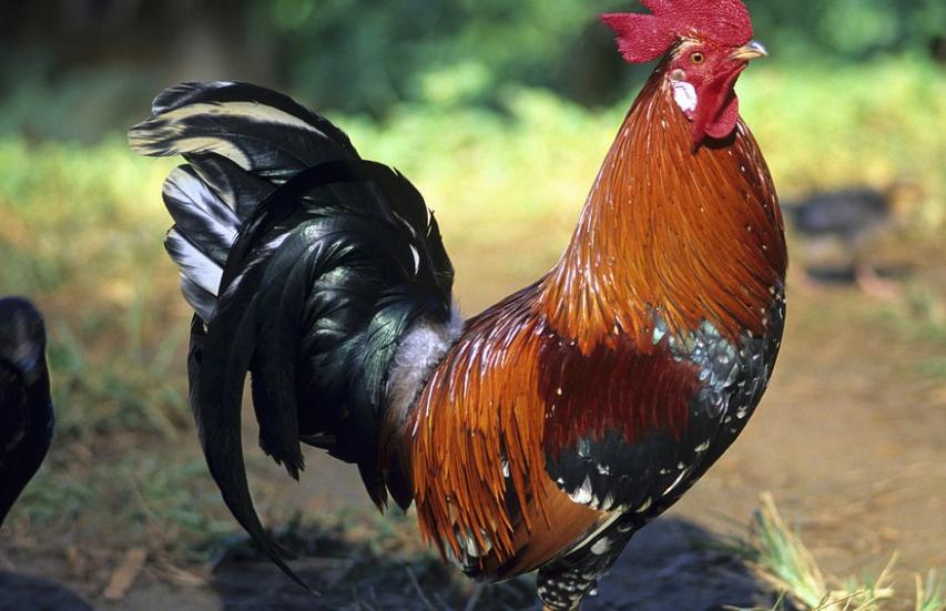 全喉切除术死亡率,传喉和传支治疗方案是一样的吗