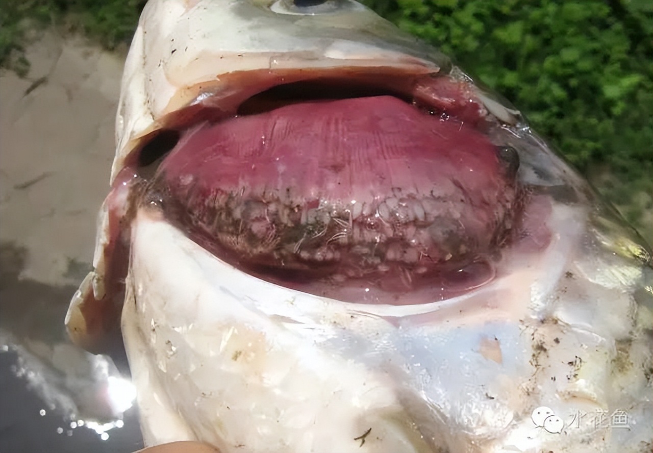 鱼身上长锚头鳋虫图片,锚头鳋孢子虫