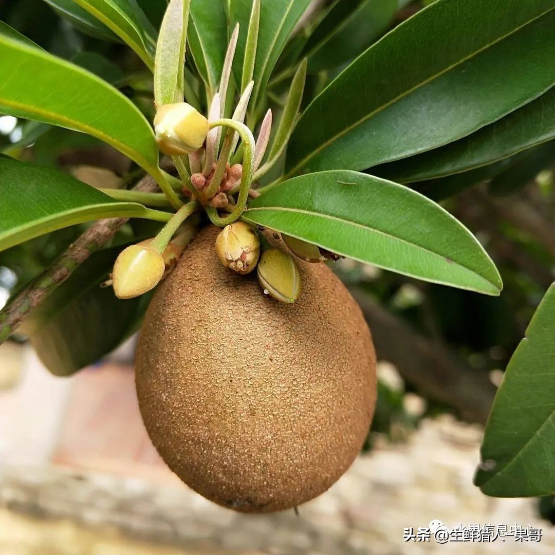 #奇异水果知多少#椰柿、黄晶果、冰淇淋果、巧克力布丁果等