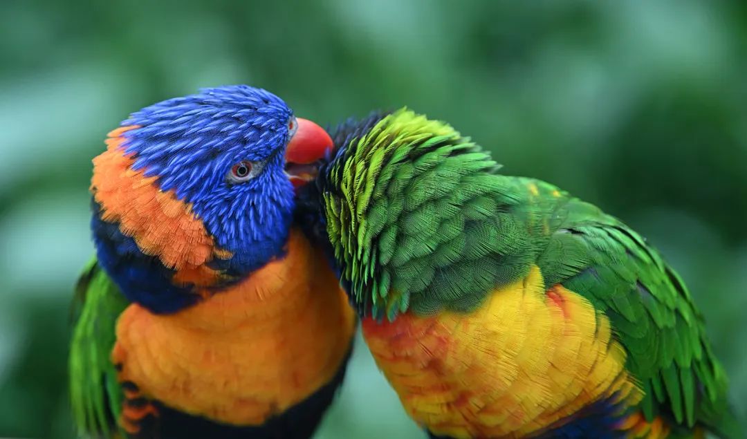 抛开价格因素尼康Z9和Z8如何选,尼康z8为什么比z9便宜