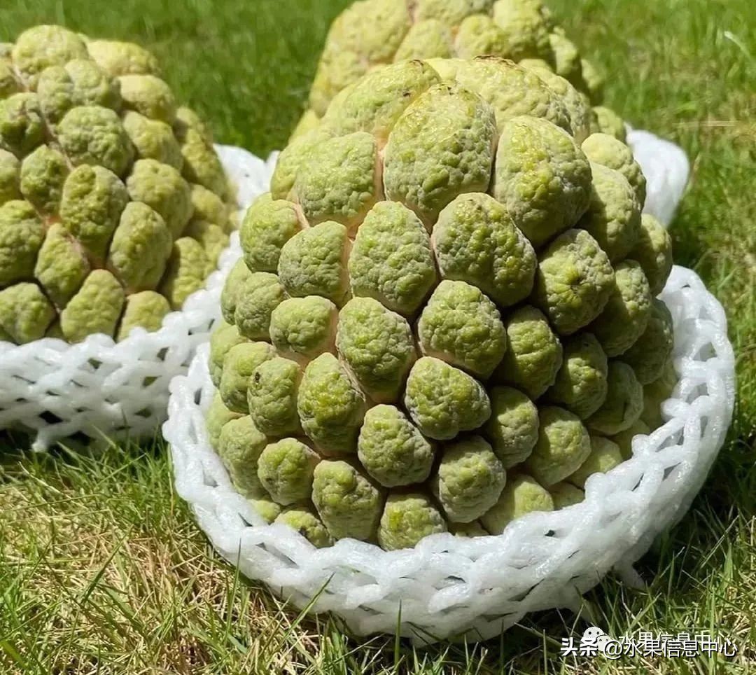 榴莲释迦又叫什么,释迦图片高清大图