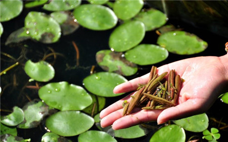 100种野菜大全图解,认识100种野菜视频大全完整版