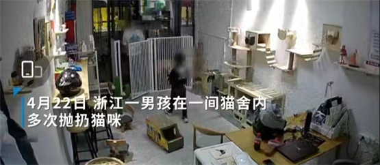 近日流浪动物救助活动,最新流浪小动物救助活动