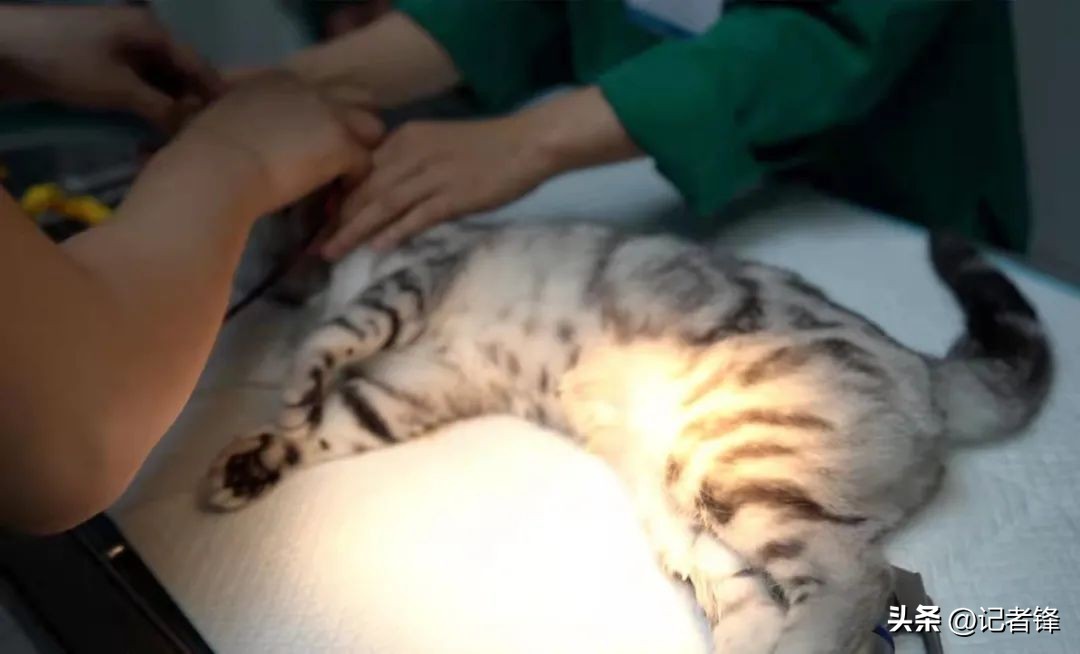 宠物医院盈利模式有哪些,宠物医院赚钱到底有多好赚