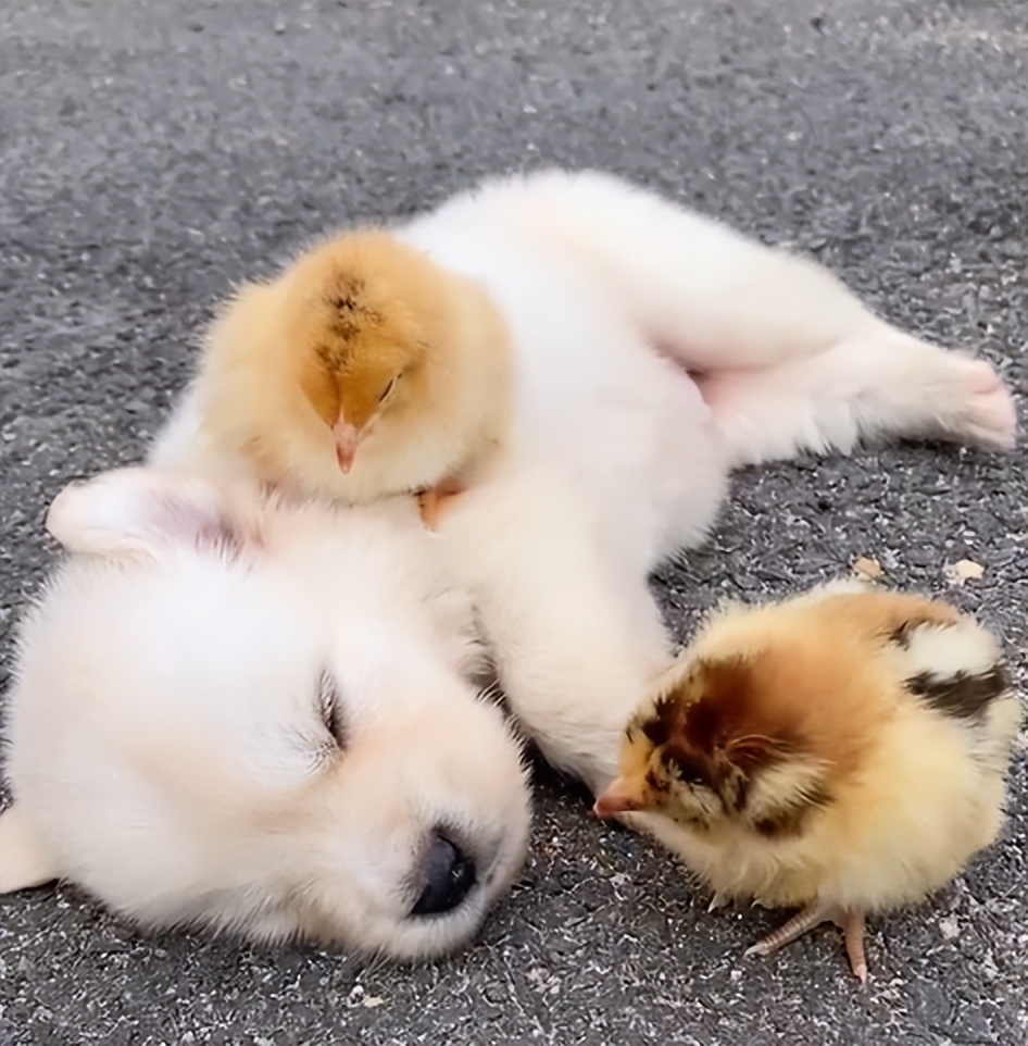 “狗界巅峰”：“把鸭当妈”骑鸭背上，全网最萌小狗吸粉550万