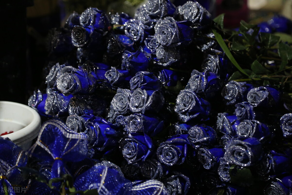 分享美图蓝色妖姬,蓝色妖姬玫瑰花美图