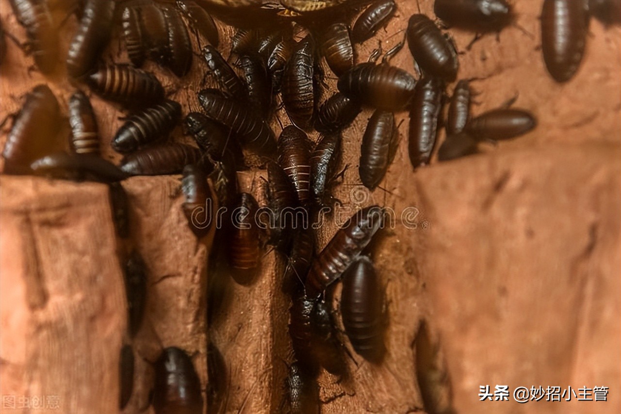 大蒜治疗蟑螂最好的方法,用大蒜怎样消除蟑螂和蜘蛛