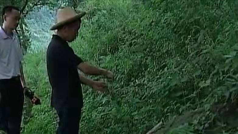 祖传毒蛇术招蛇视频,湖南村民招蛇术
