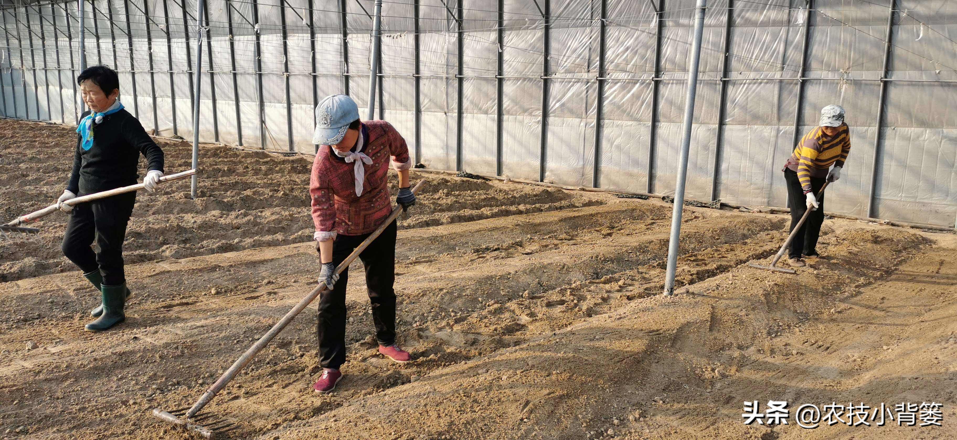 种草莓不要大棚能种植草莓吗,用烂草莓种草莓的正确种植方法