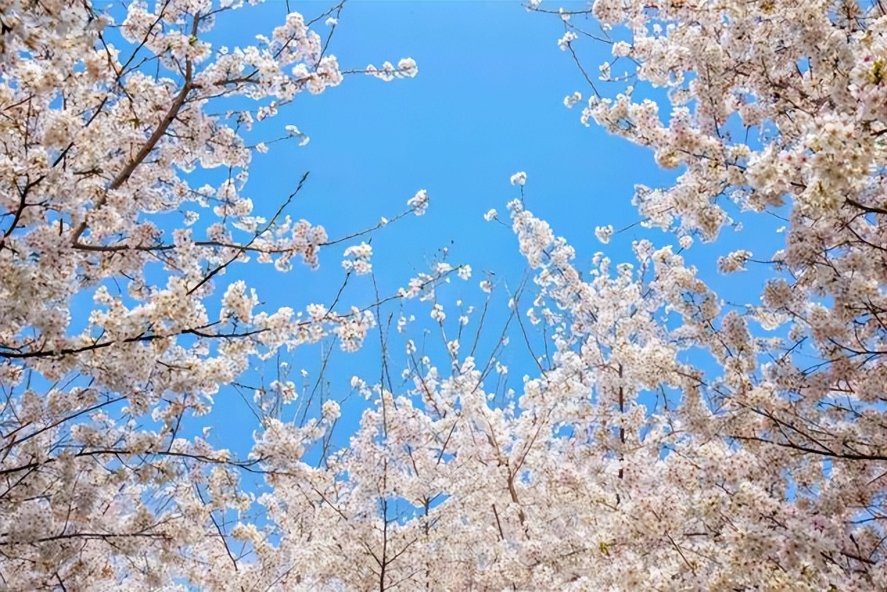 清明假期免费景点郑州周边,清明小长假适合去哪里玩郑州附近