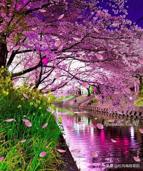 阳光染花颜，清露润芳心，倾情一绽为君开，只盼君再来