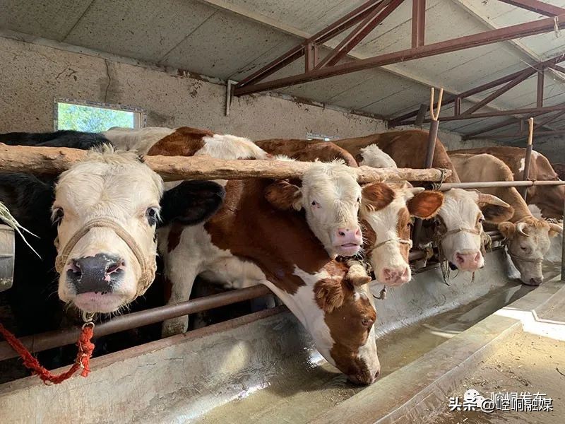 “我们这十年”丨崆峒：“畜”势勃发“牧”歌欢唱