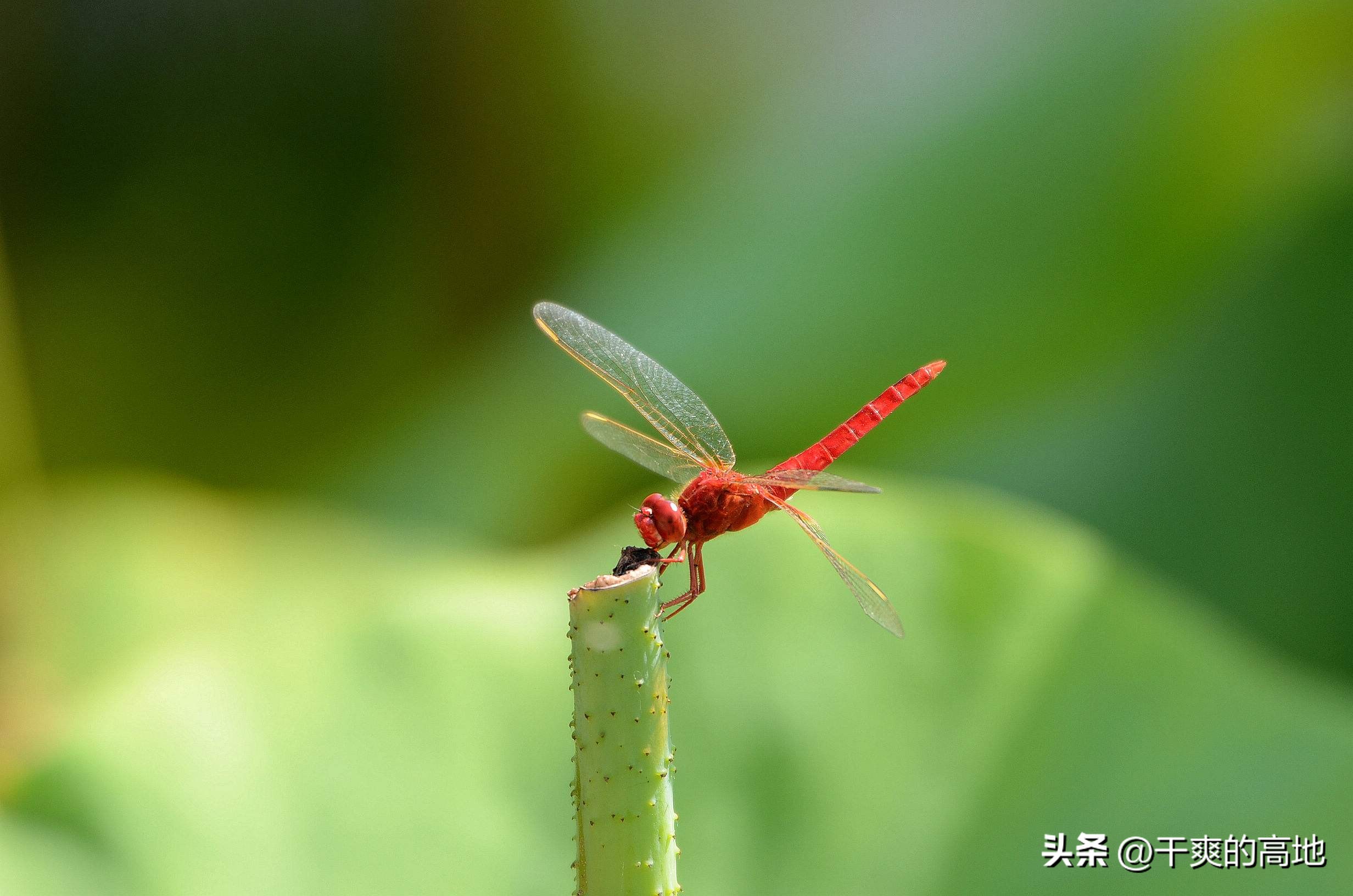 散文|凸凹:红蜻蜓