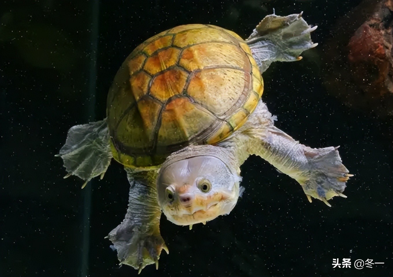 乌龟初学者,乌龟新手入门教程视频