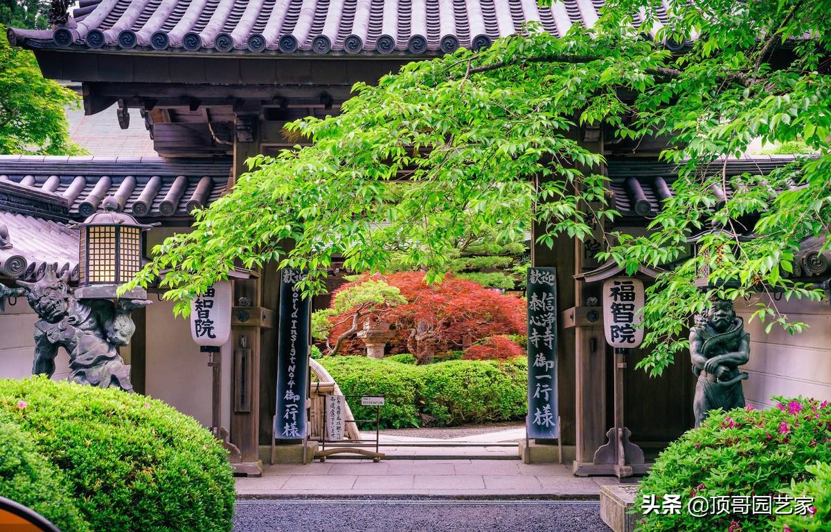 庭院中种什么树最好,庭院栽什么树最旺宅