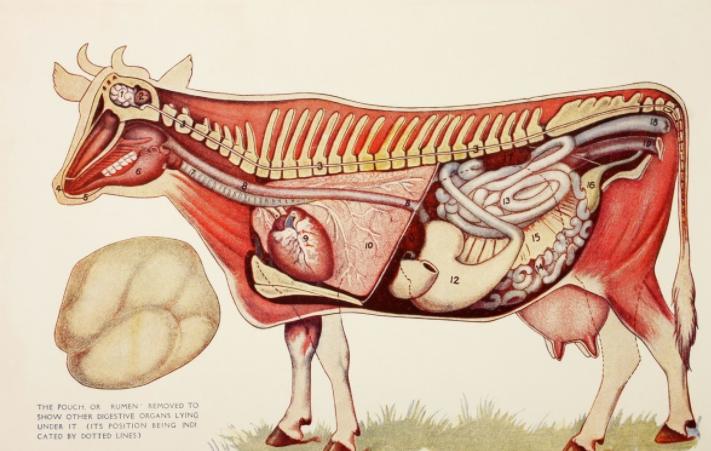 奶牛酸中毒怎么治疗最有效,奶牛瘤胃怎么改善