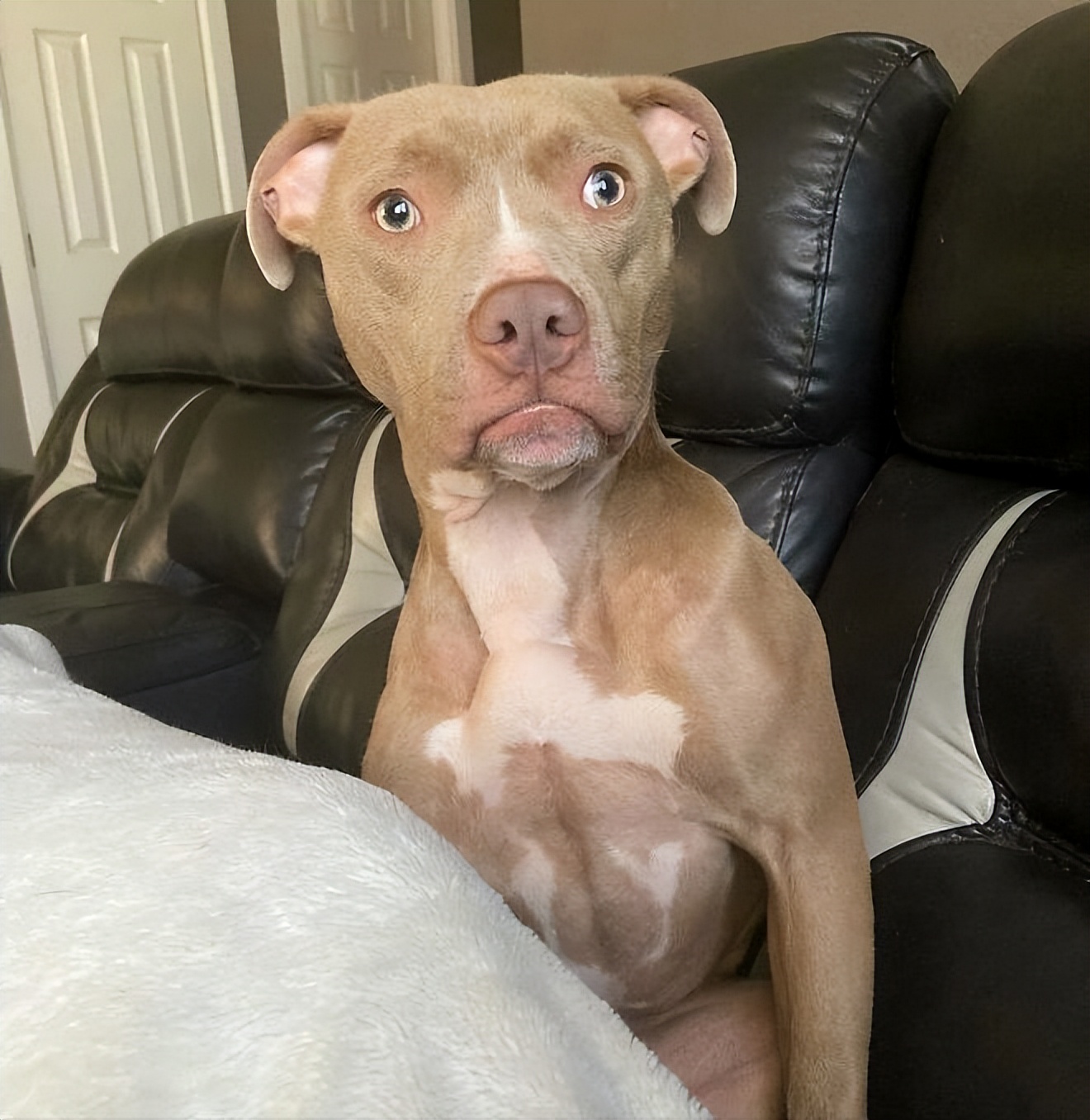 如何和狗互相交流,如何正确与狗狗互动