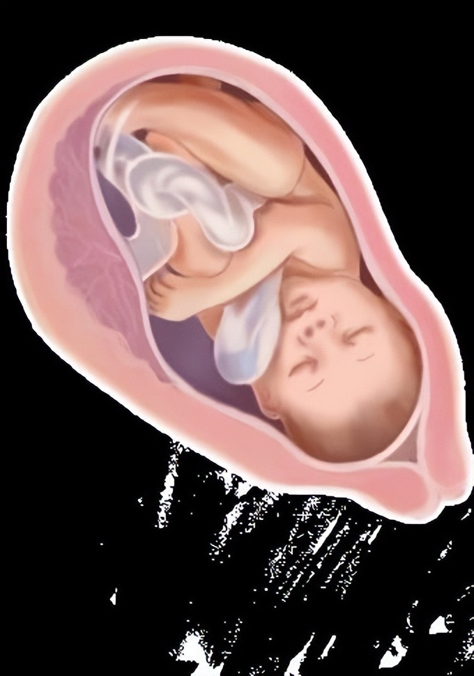 从受孕到分娩约四十周,从受孕到婴儿每天的变化