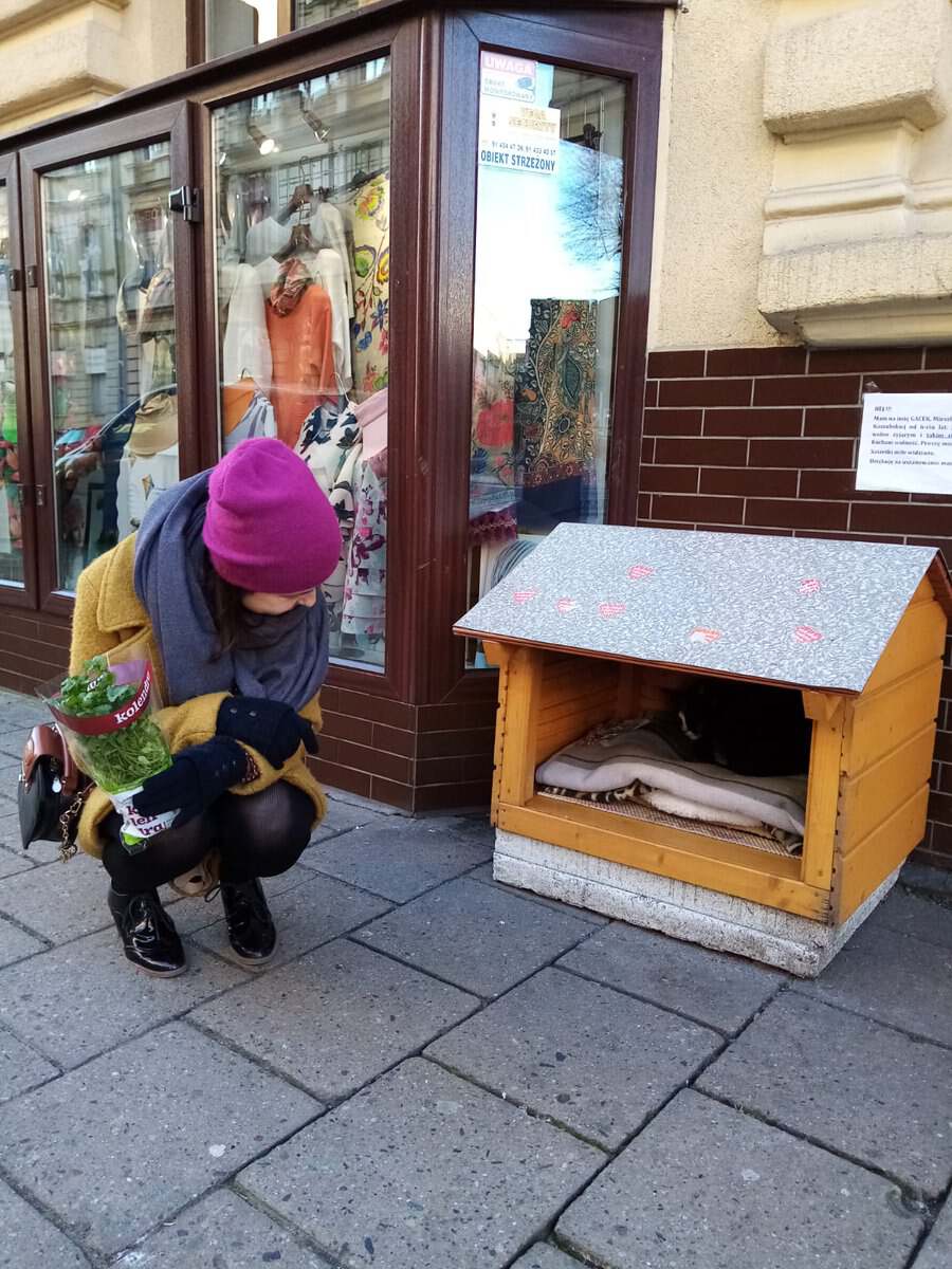 一只流浪的肥猫,波兰一流浪猫成5星旅游景点